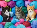 Kittens in a Yarn Store