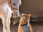 Unique Friendship