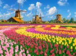 Windmühlen im Tulpenmeer