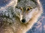 Einsamer Wolf