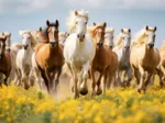 Course de Chevaux