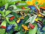 Fun Frogs