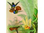 Kolibri