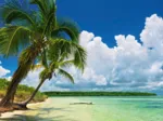 Paul Marcellini - Paradise Palms