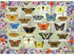 Beautiful Butterflies