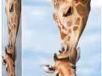 Save the Planet - Giraffe