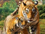Save the Planet - Tigers
