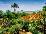 Botanischer Garten, Madeira