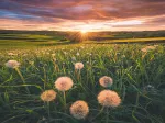 Nature Edition - Pusteblumen im Sonnenuntergang