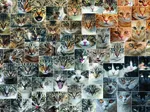 Collage - Katzen