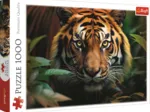 Wilder Tiger