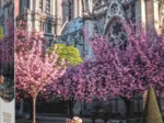 Odyssee Foto: Kathedrale Notre-Dame De Paris