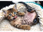 Cheerful Kitten