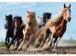 Galopping Horses