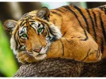 Tiger Portrait